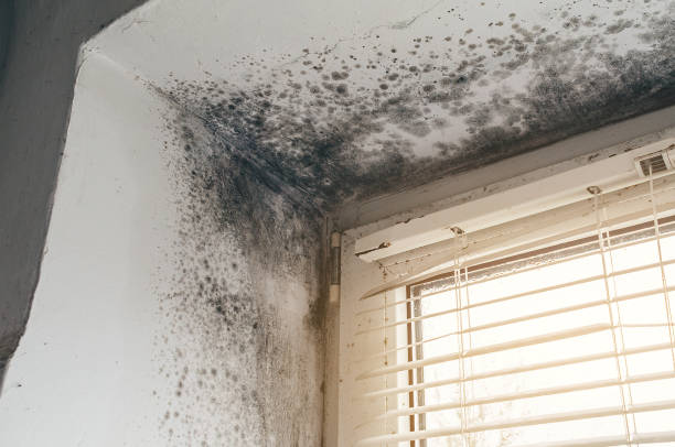 Affordable Crawl Space Mold Remediation solutions in Burnham, PA
